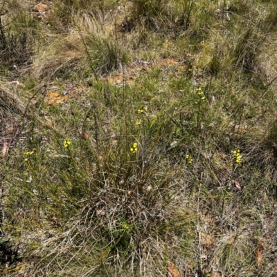 Diuris sulphurea (Tiger Orchid) at Lower Cotter Catchment - 25 Oct 2023 by RangerRiley