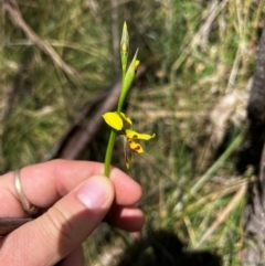 Diuris sulphurea (Tiger Orchid) at Lower Cotter Catchment - 25 Oct 2023 by RangerRiley