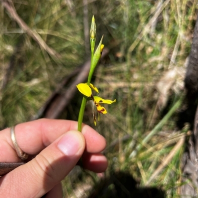 Diuris sulphurea (Tiger Orchid) at Lower Cotter Catchment - 25 Oct 2023 by RangerRiley