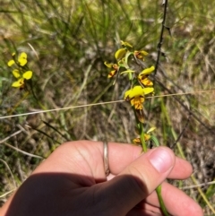 Diuris sulphurea (Tiger Orchid) at Lower Cotter Catchment - 25 Oct 2023 by RangerRiley