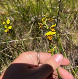 Diuris sulphurea at Lower Cotter Catchment - 25 Oct 2023