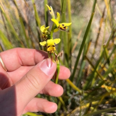 Diuris sulphurea (Tiger Orchid) at Lower Cotter Catchment - 24 Oct 2023 by RangerRiley