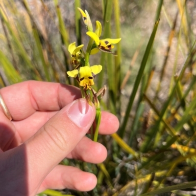 Diuris sulphurea (Tiger Orchid) at Kambah, ACT - 24 Oct 2023 by RangerRiley