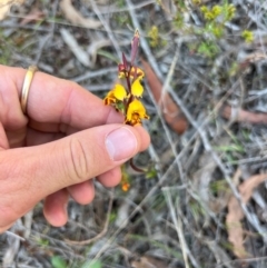 Diuris semilunulata (Late Leopard Orchid) at Kambah, ACT - 24 Oct 2023 by RangerRiley