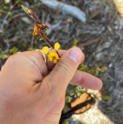 Diuris semilunulata (Late Leopard Orchid) at Lower Cotter Catchment - 24 Oct 2023 by RangerRiley