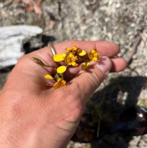 Diuris semilunulata at Lower Cotter Catchment - 24 Oct 2023