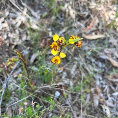 Diuris semilunulata (Late Leopard Orchid) at Lower Cotter Catchment - 24 Oct 2023 by RangerRiley