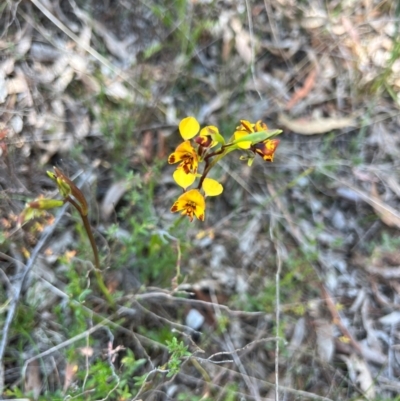 Diuris semilunulata (Late Leopard Orchid) at Kambah, ACT - 24 Oct 2023 by RangerRiley