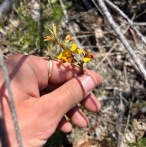 Diuris semilunulata at Lower Cotter Catchment - suppressed