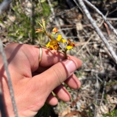 Diuris semilunulata (Late Leopard Orchid) at Kambah, ACT - 24 Oct 2023 by RangerRiley