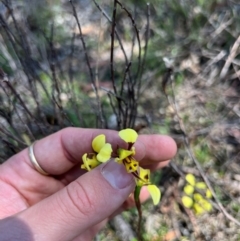 Diuris sulphurea (Tiger Orchid) at Lower Cotter Catchment - 24 Oct 2023 by RangerRiley