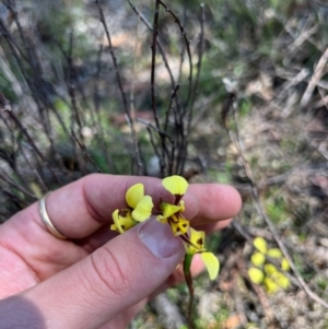 Diuris sulphurea at Lower Cotter Catchment - suppressed