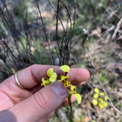 Diuris sulphurea (Tiger Orchid) at Lower Cotter Catchment - 24 Oct 2023 by RangerRiley