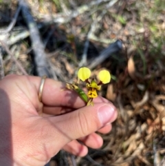 Diuris sulphurea (Tiger Orchid) at Kambah, ACT - 24 Oct 2023 by RangerRiley