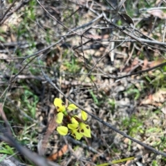 Diuris sulphurea (Tiger Orchid) at Kambah, ACT - 24 Oct 2023 by RangerRiley