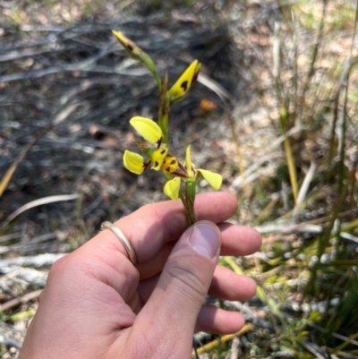 Diuris sulphurea (Tiger Orchid) at Lower Cotter Catchment - 24 Oct 2023 by RangerRiley