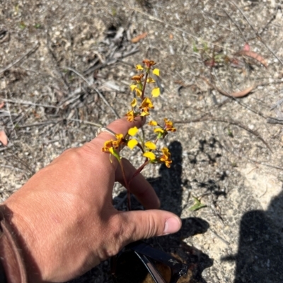 Diuris semilunulata (Late Leopard Orchid) at Lower Cotter Catchment - 24 Oct 2023 by RangerRiley