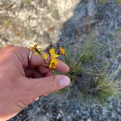 Diuris semilunulata (Late Leopard Orchid) at Lower Cotter Catchment - 24 Oct 2023 by RangerRiley