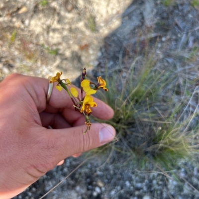 Diuris semilunulata (Late Leopard Orchid) at Kambah, ACT - 24 Oct 2023 by RangerRiley