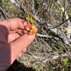 Diuris semilunulata at Lower Cotter Catchment - suppressed