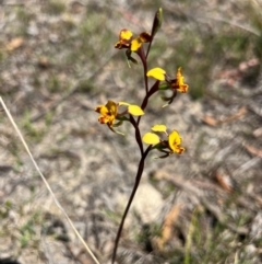 Diuris semilunulata (Late Leopard Orchid) at Lower Cotter Catchment - 24 Oct 2023 by RangerRiley