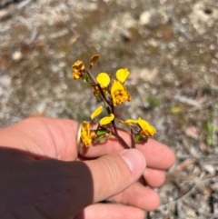 Diuris semilunulata (Late Leopard Orchid) at Lower Cotter Catchment - 24 Oct 2023 by RangerRiley