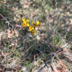 Diuris semilunulata (Late Leopard Orchid) at Lower Cotter Catchment - 24 Oct 2023 by RangerRiley