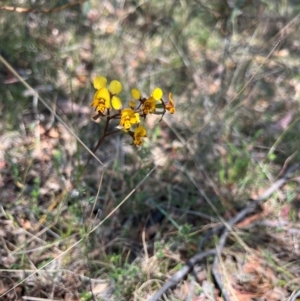 Diuris semilunulata at Lower Cotter Catchment - 24 Oct 2023