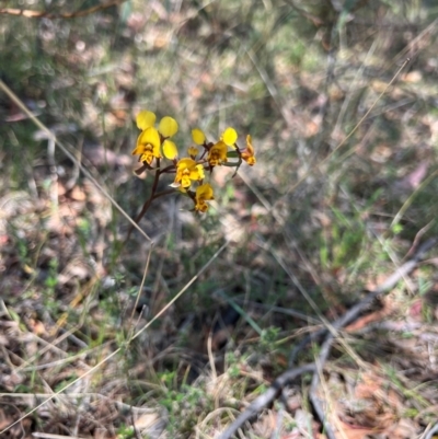 Diuris semilunulata (Late Leopard Orchid) at Kambah, ACT - 24 Oct 2023 by RangerRiley