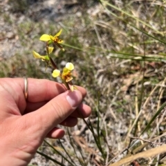 Diuris sulphurea (Tiger Orchid) at Lower Cotter Catchment - 24 Oct 2023 by RangerRiley