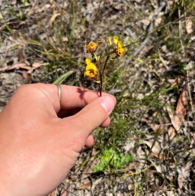 Diuris semilunulata (Late Leopard Orchid) at Lower Cotter Catchment - 24 Oct 2023 by RangerRiley