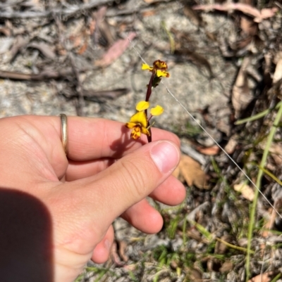 Diuris semilunulata (Late Leopard Orchid) at Lower Cotter Catchment - 24 Oct 2023 by RangerRiley