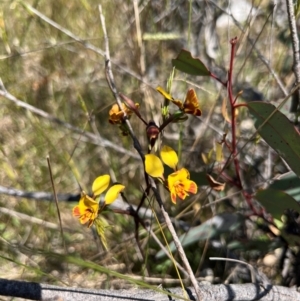 Diuris semilunulata at Lower Cotter Catchment - suppressed