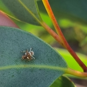 Cicadellidae (family) at QPRC LGA - 22 Mar 2024