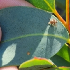 Cicadellidae (family) at QPRC LGA - 22 Mar 2024