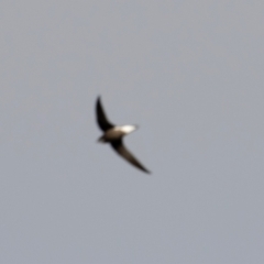 Hirundapus caudacutus (White-throated Needletail) at Denman Prospect, ACT - 28 Mar 2024 by brettguy80