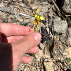 Diuris sulphurea at Lower Cotter Catchment - 23 Oct 2023