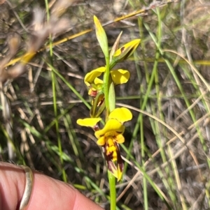 Diuris sulphurea at Lower Cotter Catchment - 23 Oct 2023