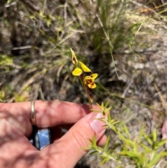 Diuris sulphurea (Tiger Orchid) at Lower Cotter Catchment - 23 Oct 2023 by RangerRiley