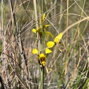 Diuris sulphurea at Lower Cotter Catchment - 23 Oct 2023