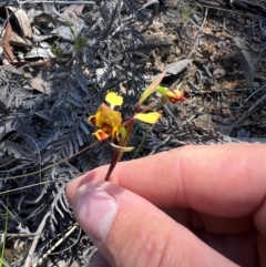 Diuris semilunulata (Late Leopard Orchid) at Lower Cotter Catchment - 23 Oct 2023 by RangerRiley
