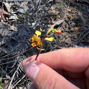 Diuris semilunulata at Lower Cotter Catchment - suppressed