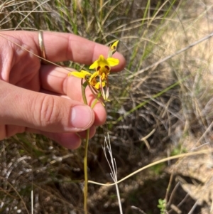 Diuris sulphurea at Lower Cotter Catchment - 23 Oct 2023