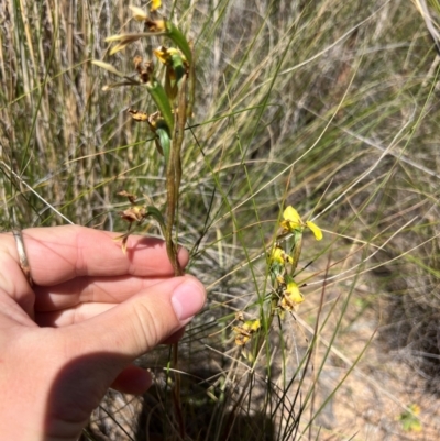 Diuris sulphurea (Tiger Orchid) at Lower Cotter Catchment - 23 Oct 2023 by RangerRiley