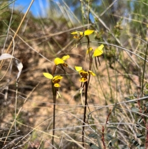 Diuris sulphurea at Lower Cotter Catchment - 23 Oct 2023