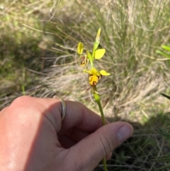 Diuris sulphurea (Tiger Orchid) at Lower Cotter Catchment - 13 Oct 2023 by RangerRiley