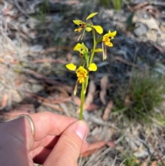 Diuris sulphurea (Tiger Orchid) at Lower Cotter Catchment - 13 Oct 2023 by RangerRiley