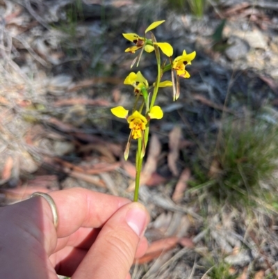 Diuris sulphurea (Tiger Orchid) at Lower Cotter Catchment - 13 Oct 2023 by RangerRiley