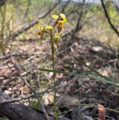 Diuris sulphurea (Tiger Orchid) at Lower Cotter Catchment - 13 Oct 2023 by RangerRiley