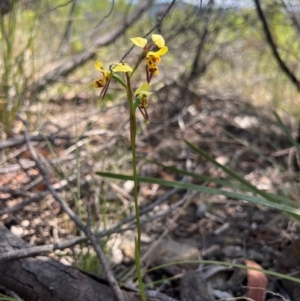 Diuris sulphurea at Lower Cotter Catchment - 13 Oct 2023